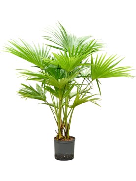Livistona chinensis Multi stam