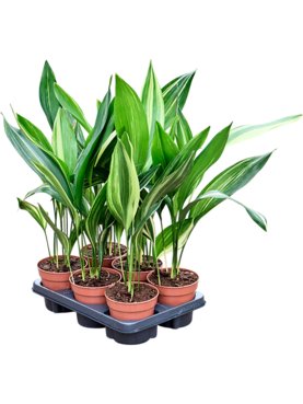 Aspidistra elatior variegata 6/tray Toef