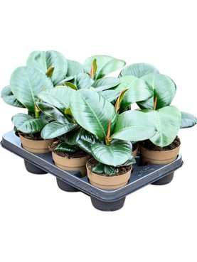 Ficus elastica \'Sofia\' 9/tray Toef