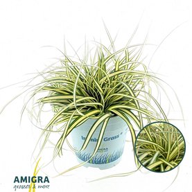 Carex hachijoensis \'Evergold\'