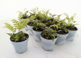 Arachniodes aristata \'Variegata\'