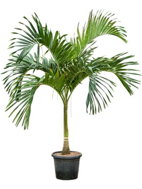 Veitchia (Adonidia) merrillii Stam