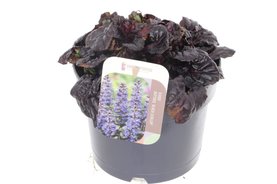 Ajuga reptans \'Black Scallop\' Blauw