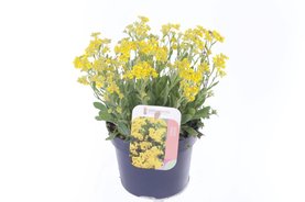 Alyssum saxatilis \'Compacta\' Geel