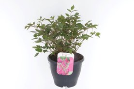 Astilbe arendsii \'Amerika\' Roze