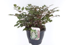 Astilbe japonica \'Deutschland\' Wit