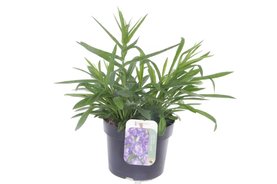 Campanula persicifolia \'Takion Blue\' Blauw