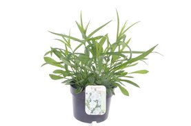 Campanula persicifolia \'Takion White\' Wit