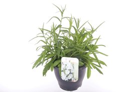 Campanula persicifolia \'Takion White\' Wit