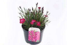 Dianthus diantica \'Velvet\' Rood