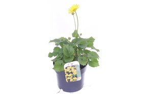 Doronicum orientale Geel