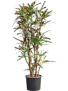 Croton (Codiaeum) variegatum \'Mammi\' Vertakt