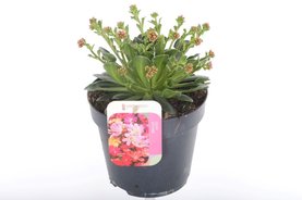 Lewisia cotyledon