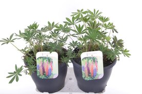Lupinus Gallery Mix