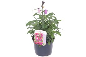 Erysimum \'Constant Cheer\' Oranje
