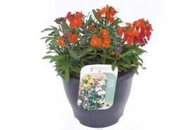 Erysimum linifolium Oranje