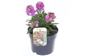 Erysimum linifolium Paars