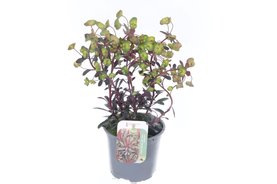 Euphorbia characias \'Miner\'s Merlot\'