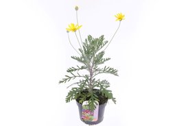 Euryops pectinatus \'Silver Star\' Geel