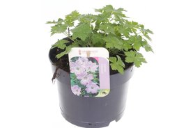 Geranium versicolor Roze