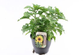 Helianthus annuus \'Sunbelievable Brown Eyed Girl\' Vertakt