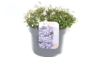 Houstonia caerulea \'Alba\' Wit