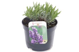 Lavandula angustifolia \'Havanna Dark\' Paars