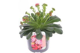 Lewisia cotyledon