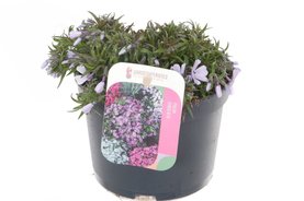 Phlox subulata \'Early Spring Lavender\'