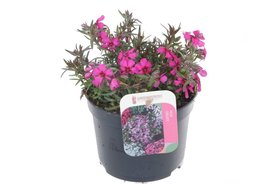 Phlox subulata \'Fabulous Rose\' Roze