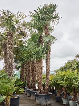 Trachycarpus fortunei (575-625) Multi stam