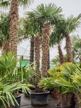 Trachycarpus fortunei (525-575) Multi stam