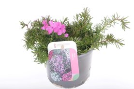 Phlox subulata \'McDaniels Cushion\' Roze