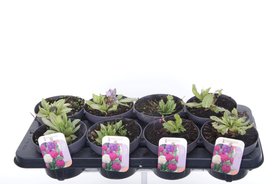 Primula denticulata Mix