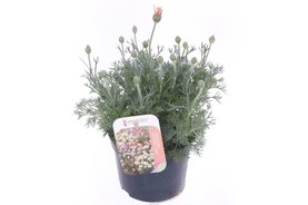 Rhodanthemum hosmariense \'Zagore Orange\' Roze