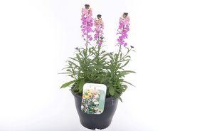 Erysimum linifolium Oranje