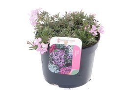 Phlox subulata \'Fort Hill\' Roze