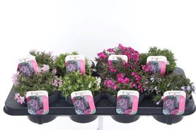 Phlox subulata Mix