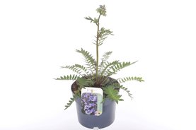 Polemonium reptans \'Bressingham Purple\' Blauw