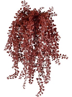 Dischidia Burgundy Hanging Bush (UV)