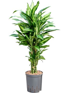 Dracaena fragrans \'Silindo\' Vertakt-multi