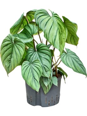 Philodendron \'Colombia\' Bush