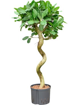 Ficus benghalensis \'Audrey\' Spiraal