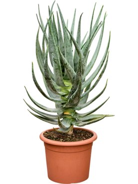 Aloe dichotoma -