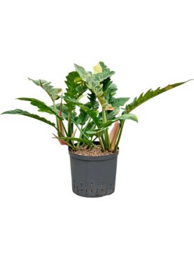 Philodendron narrow \'Ring of fire\' Bush