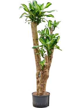 Dracaena fragrans \'Massangeana\' Vertakt