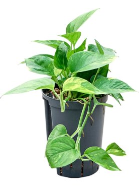 Scindapsus (Epipremnum) \'Aureum\' Hanger