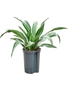 Dracaena fragrans \'Ulises\' Kop 2pp