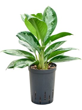 Aglaonema \'Diamond bay\' Toef