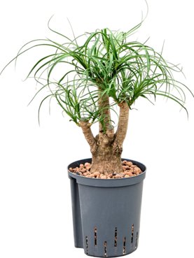 Beaucarnea recurvata Vertakt (30)